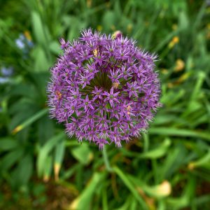 Ennismore Gardens violet flower