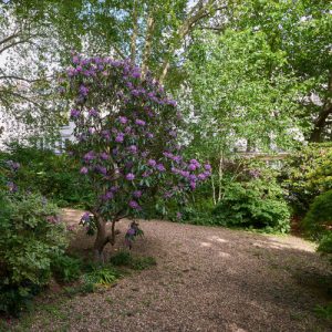 Ennismore Gardens violet flowers